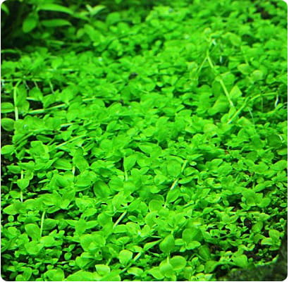 Micranthemum Monte Carlo TRAWNIK KOSZYK XXL